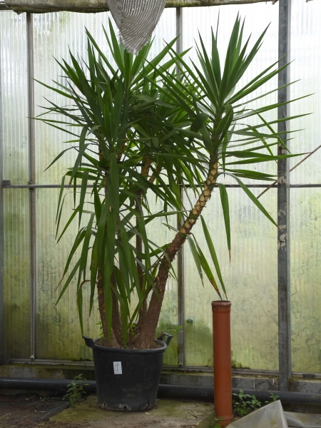 Yuccapalme (Riesen-Palmlilie)