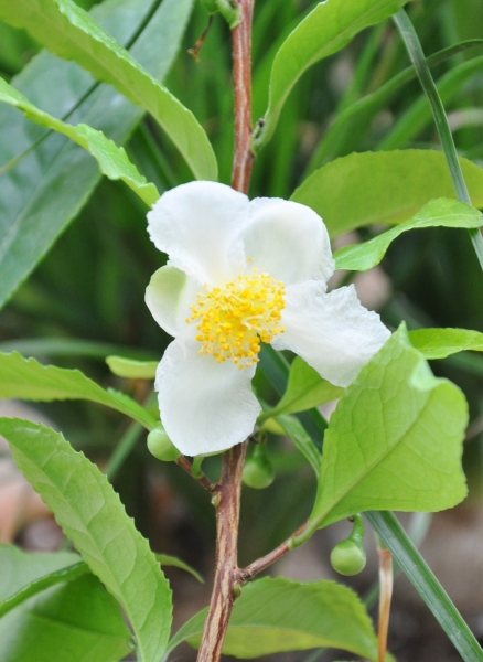 Camellia Sinensis (Echter Teestrauch)