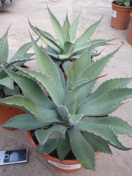Agave (Mescal Agave) Parryi