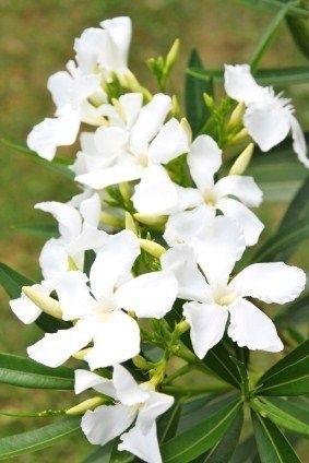 Oleander (weiß) groß