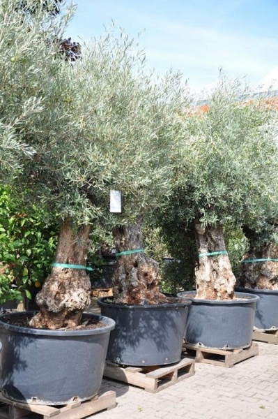 Olivenbaum (Hojiblanca) frosthart Vorbestellung!