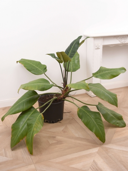 Philodendron XL