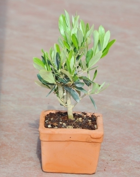Olivenbaum aus Italien im Terracotta-Topf 10x10