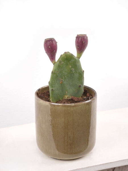 Kaktus (Feigenkaktus)