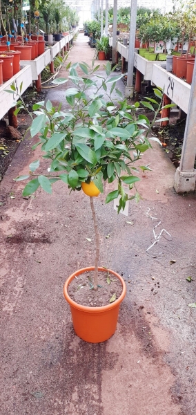 Zitronenbaum (Meyers Zitrone) aus Italien