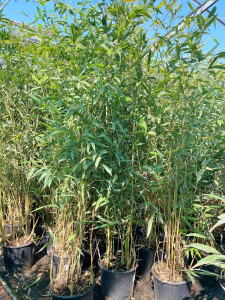 Bambus (Phyllostachys aureosulcata &#039;Aureocaulis&#039;)
