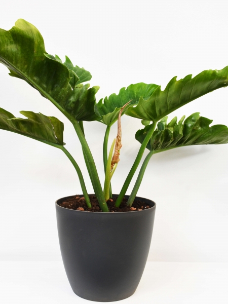 Philodendron 'Green Saw'