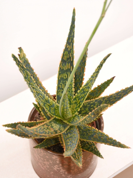 Aloe zebrina (Dannyz)
