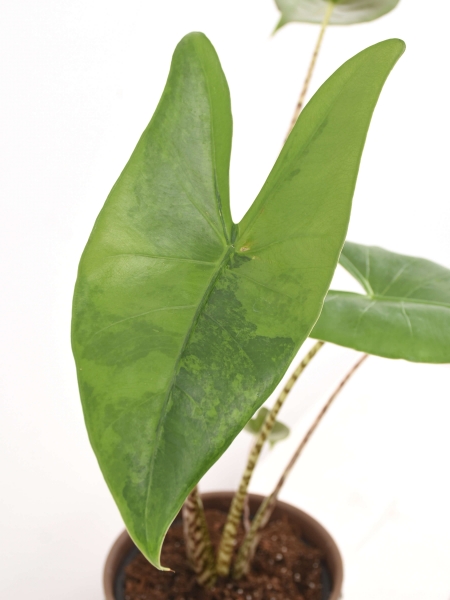 Alocasia Zebrina variegata
