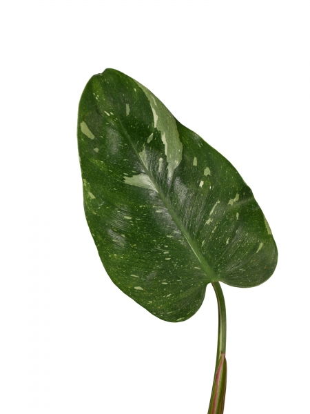 Steckling Philodendron white princess