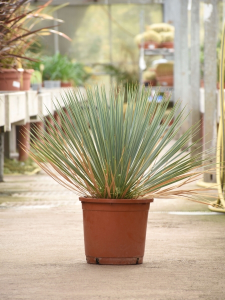 Palmlilie (Yucca rostrata)