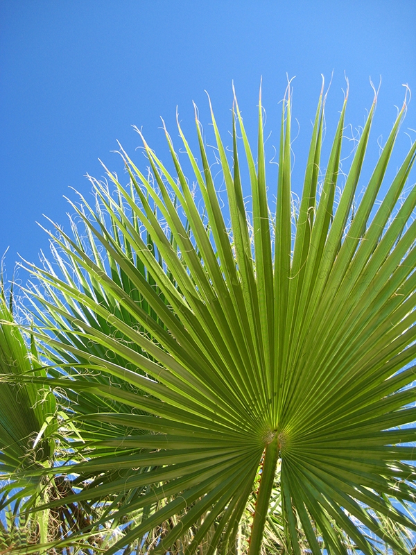 Washingtonia robusta Palme Fächerpalme Gesamthöhe 60-80cm spanische Herkunft 