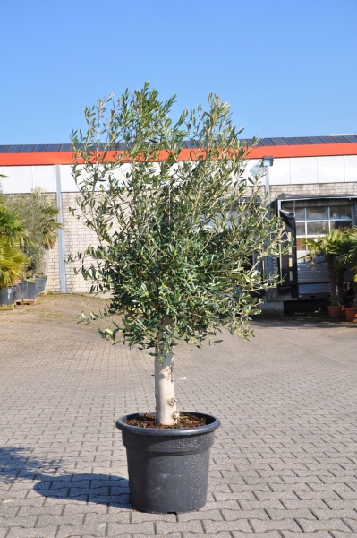 Olivenbaum (Picual) Vorbestellung