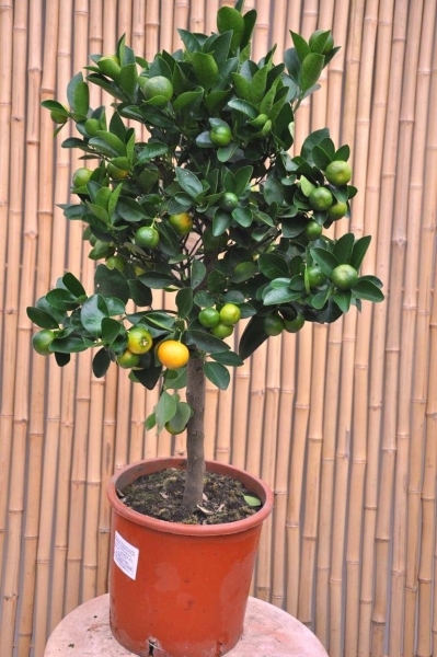 Calamondinorange (Citrus mitis)