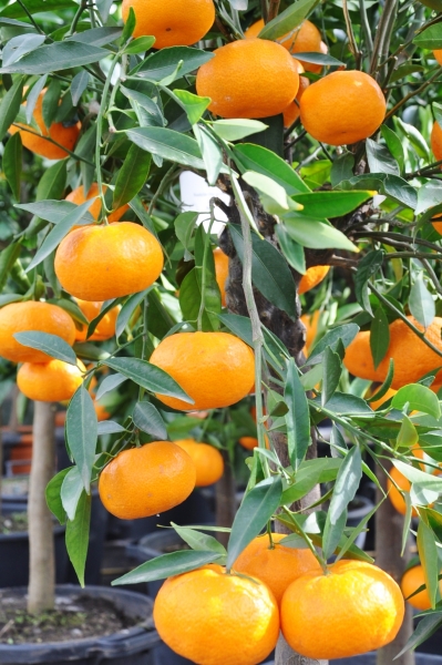 Mandarinenbaum aus Italien
