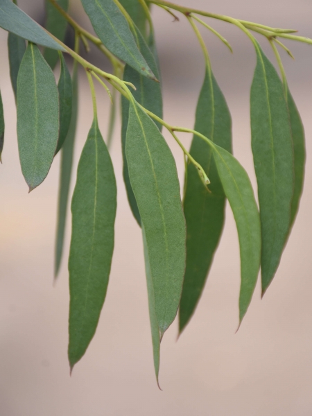 Eucalyptus (Blaugummibaum)
