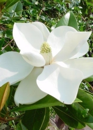 Immergrüne Magnolie (Großblütige Magnolie) Galissonniere