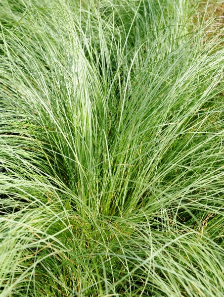 Neuseeland-Segge (Carex) Frosted Curls