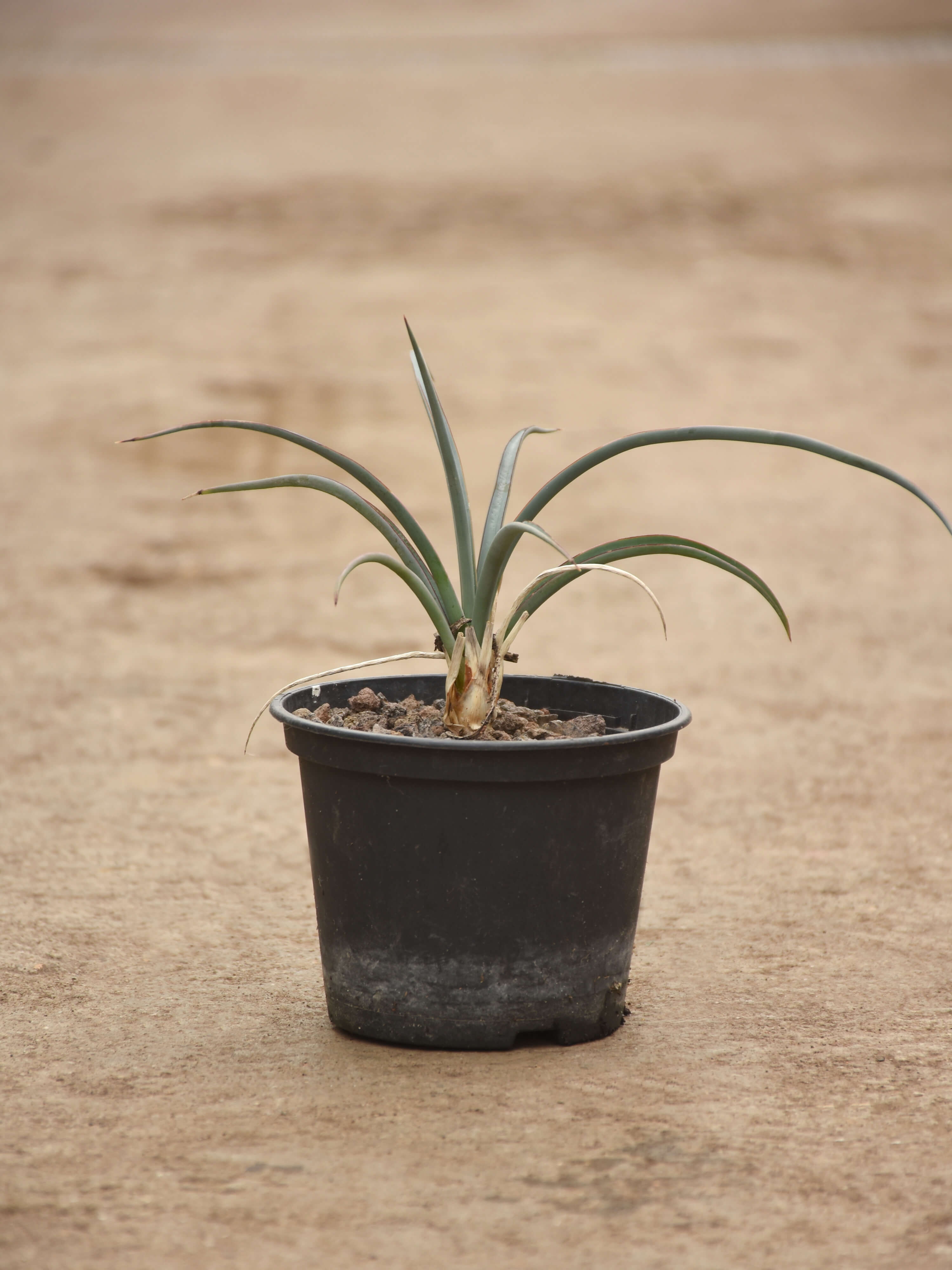 Yucca torreyi-Palme ❆ Winterhart & stammbildend ❆ auch als Zimmerpflanze ❆ Samen 