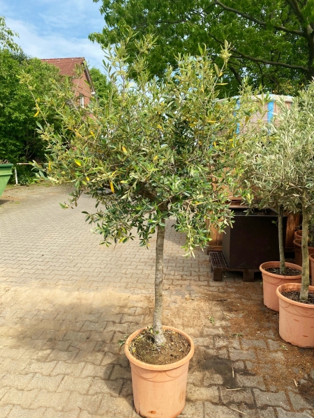 Olivenbaum (Hojiblanca) frosthart Sonderpreis