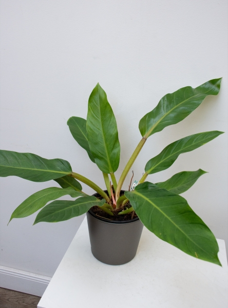 Philodendron Fatboy yellow