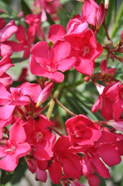 Oleander Hardy Red (besonders Frostverträglich)