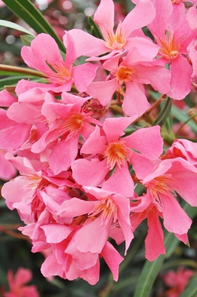 Oleander (rosa)