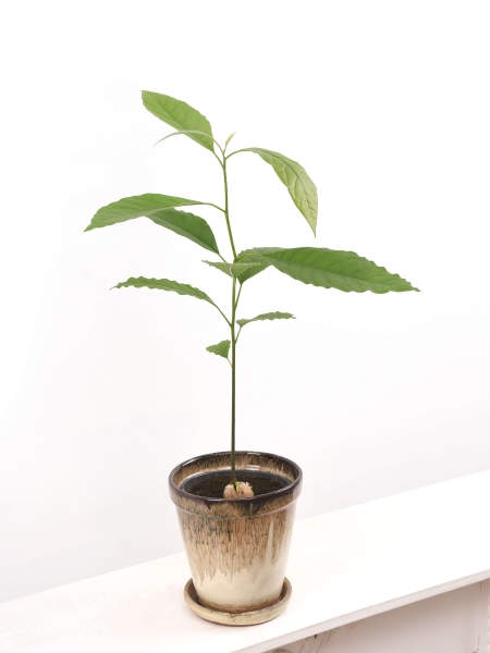 Avocado-Pflanze (Persa americana)