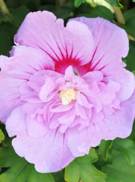 Echter Roseneibisch (Hibiscus) Lavender Chiffon