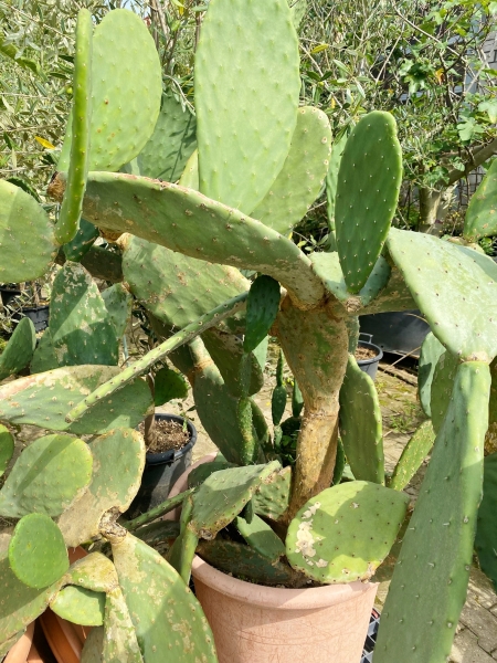 Kaktus (Feigenkaktus) XXL