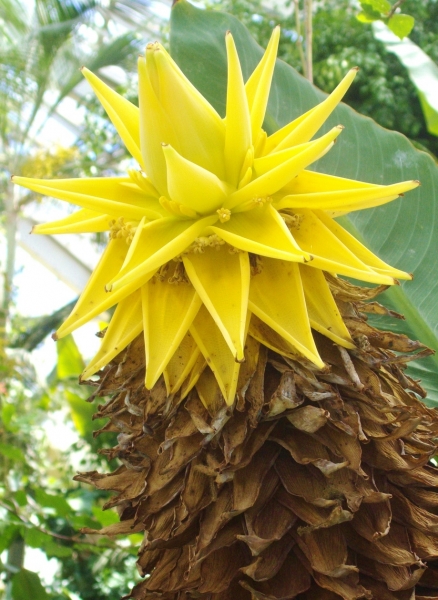 Bananenstaude (Goldene Lotus-Banane)