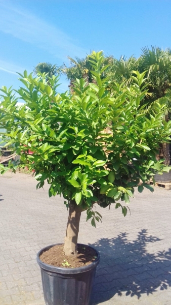 Limettenbaum (Persische Limette)