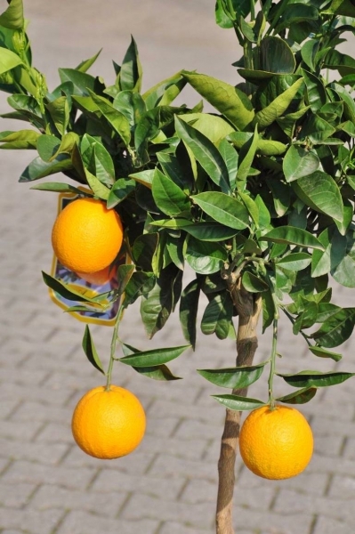 Orangenbaum (Italienische Orange)