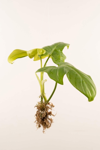 Steckling Philodendron Bipennifolium Aurea (Gold Violin)