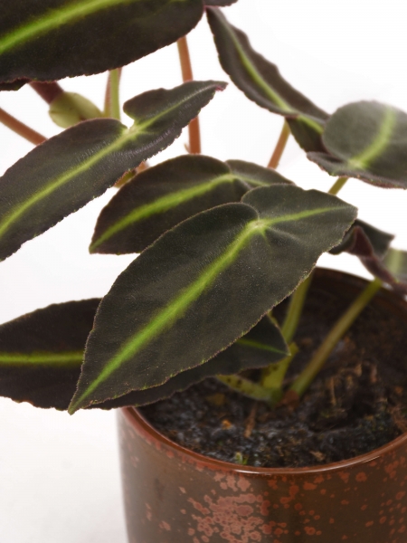 Schiefblatt (Begonia listada)