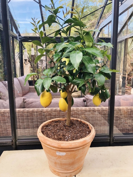 Zitronenbaum Cappuccio aus Italien