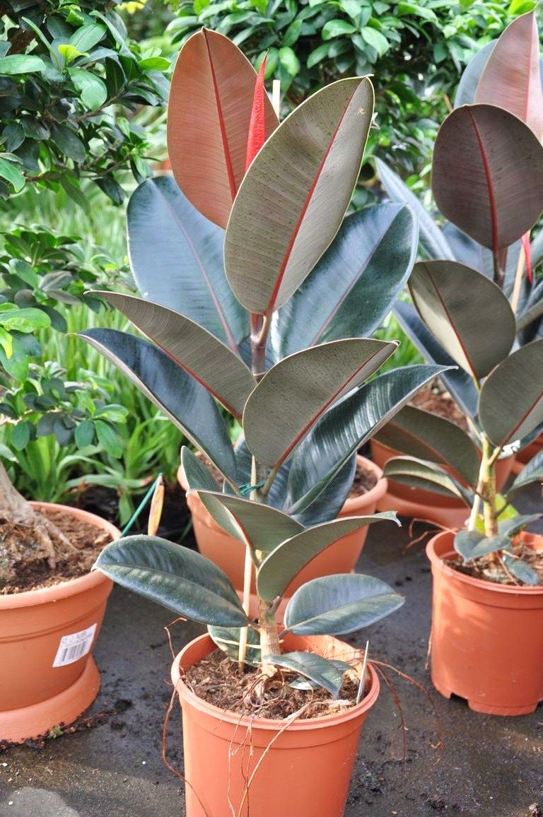 Gummibaum Ficus elastica Abidjan 40-50 cm Zimmerpflanze 