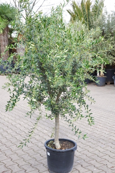 Olivenbaum (Picual) Vorbestellungspreis
