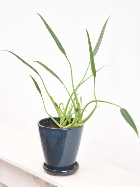 Philodendron Sucre Slim
