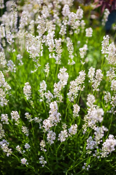 Lavendel 'Hidcote white'