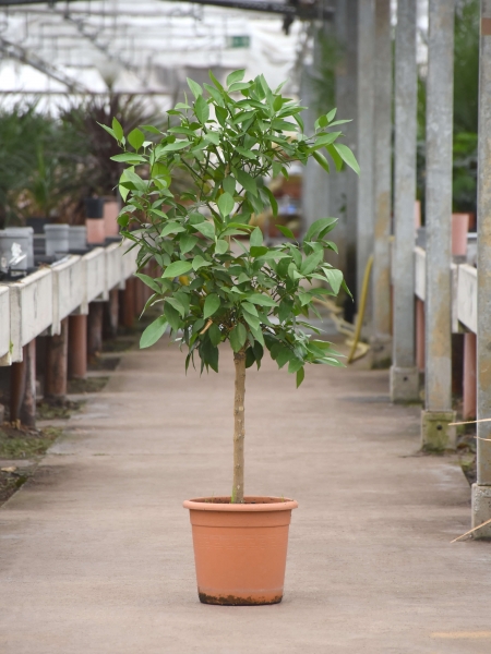 Clementinenbaum (Citrus Clementina)