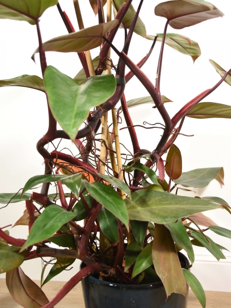 Philodendron new red - Restposten