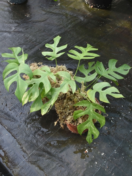 Kopfsteckling Rhaphidophora tetrasperma variegata