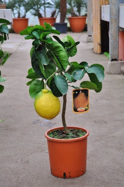 Zitronenbaum (Kaiserzitrone, Riesenzitrone) Lipo