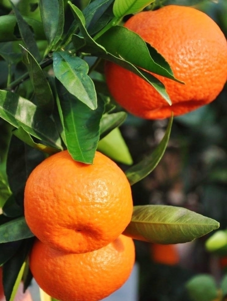 Klementinenbaum aus Italien
