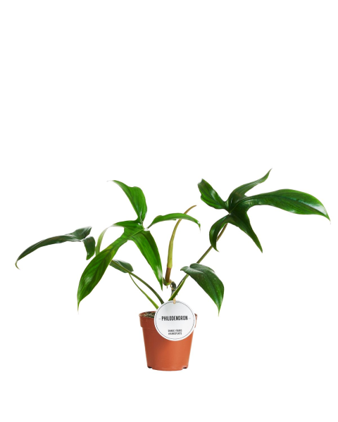 Philodendron Glad hands