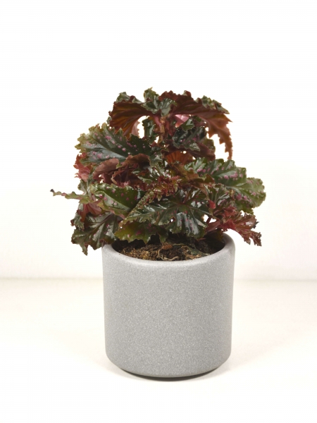 Mini Begonia serratipetala