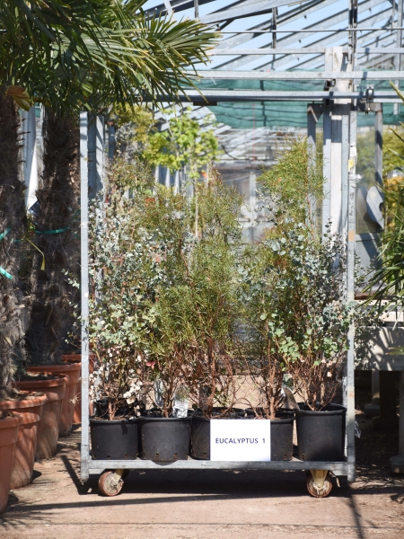Pflanzenmix Eukalyptus - Restposten