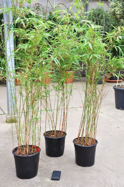 Bambus (Heckenbambus Rufa) 5 Liter