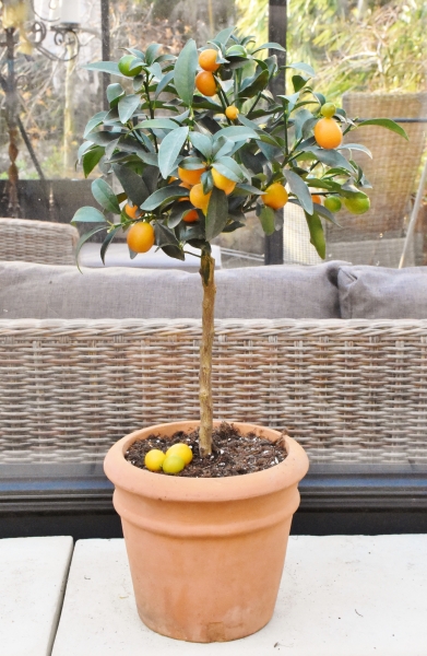 Kumquat (Zwergorange) aus Italien